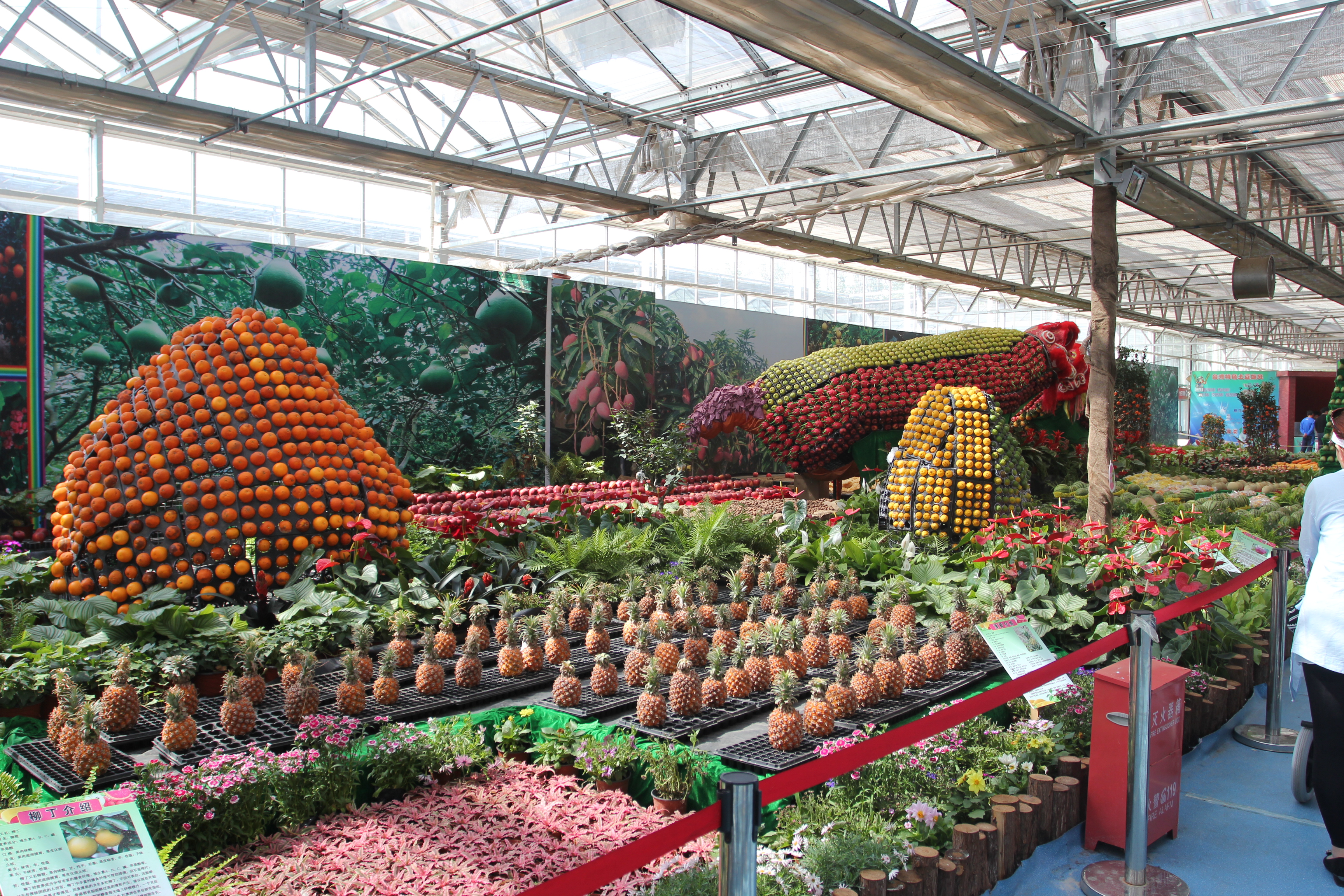 还展示了各种稀奇古怪,颠覆传统农业种植理念,令人叹为观止的农业高